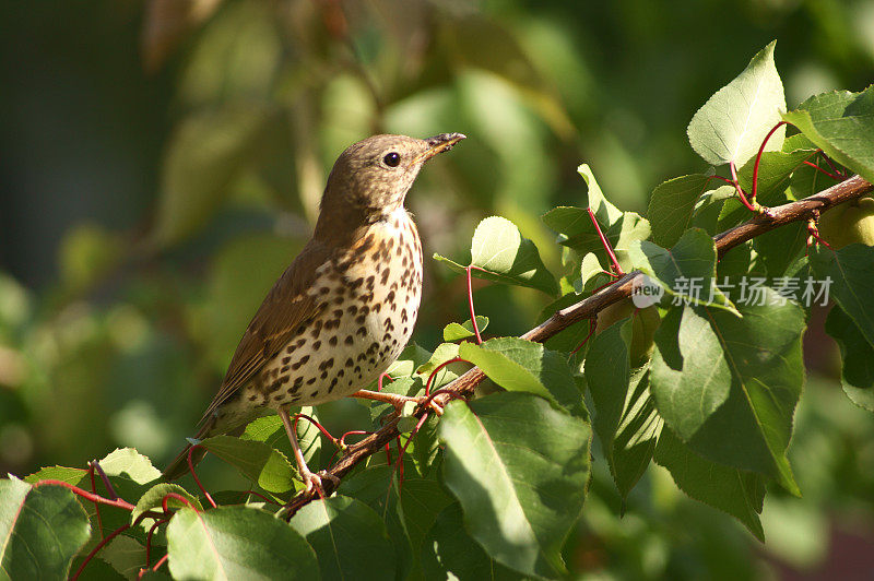 歌鸫(Turdus philomelos)